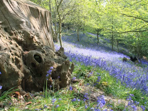 Bluebells in woodland