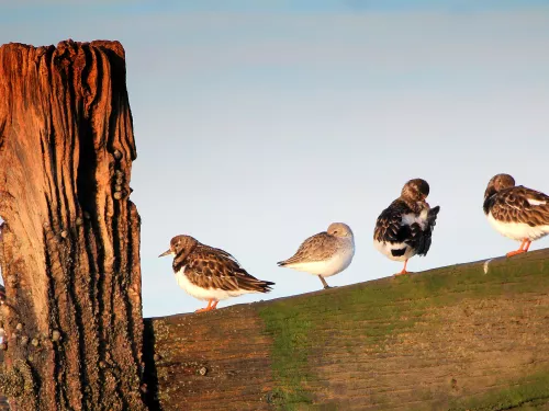 Birds at Seasalter, photo by Jim Higham