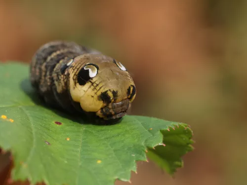 Elephant hawk-moth caterpillar © Vaughn Matthews