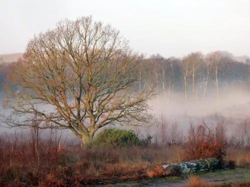 Tree at hothfield heathlands in the winter with a low line of fog behind it