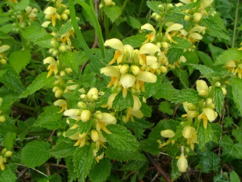 Sladden Wood yellow archangel 