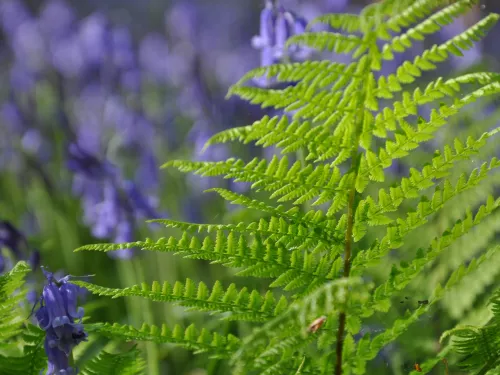 The gill fern