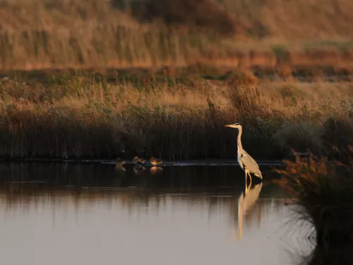 Wading heron with chicks