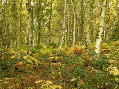 Birch woodland in autumn ©Ben Hall/2020VISION